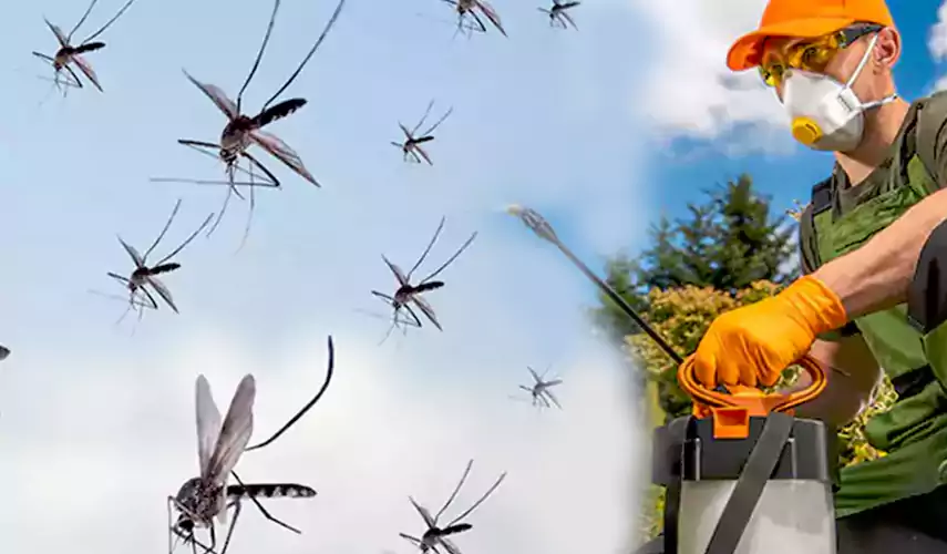 Mosquito Pest Control in Chula Vista, CA