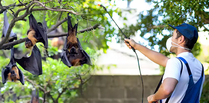 bat-exterminator in Chula Vista, CA