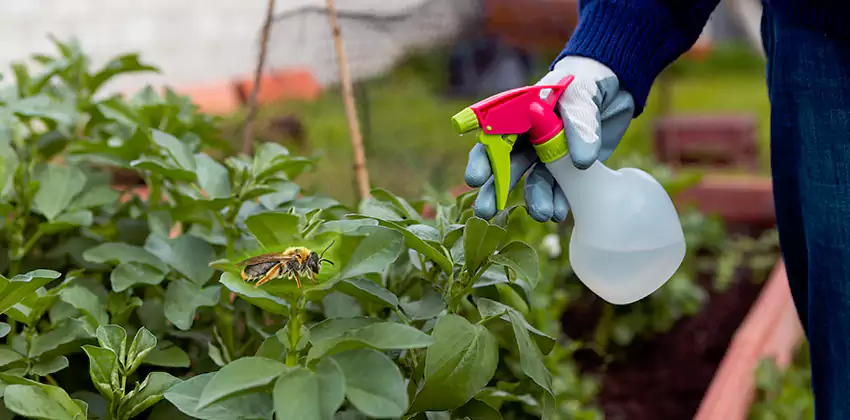 Carpenter Bee Treatment for Bedrooms Chula Vista, CA