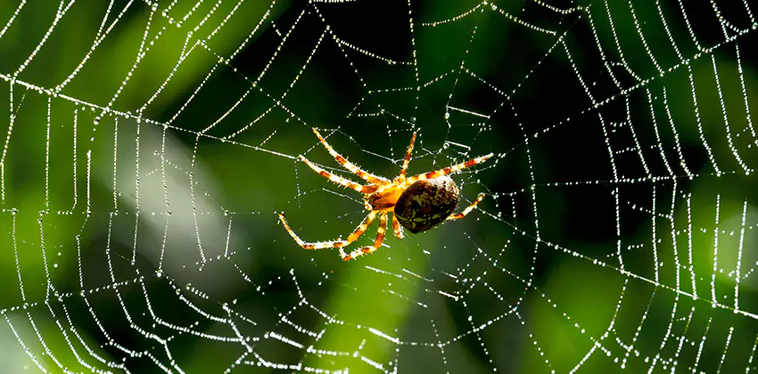 Organic and Chemical Spider Control Options Chula Vista, CA
