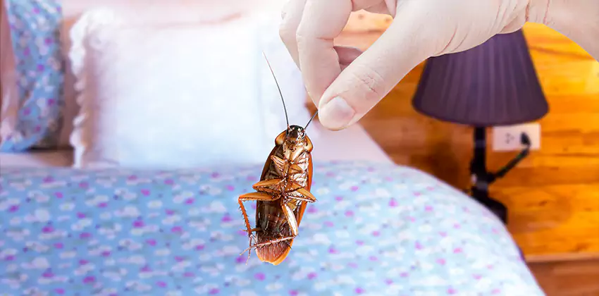 Thrips Treatment for Bedrooms Chula Vista, CA