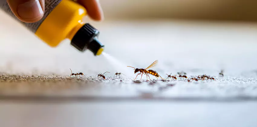 emergency-exterminator in Chula Vista, CA