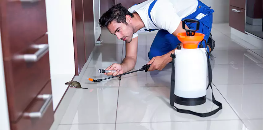 rat-inspection in Chula Vista, CA