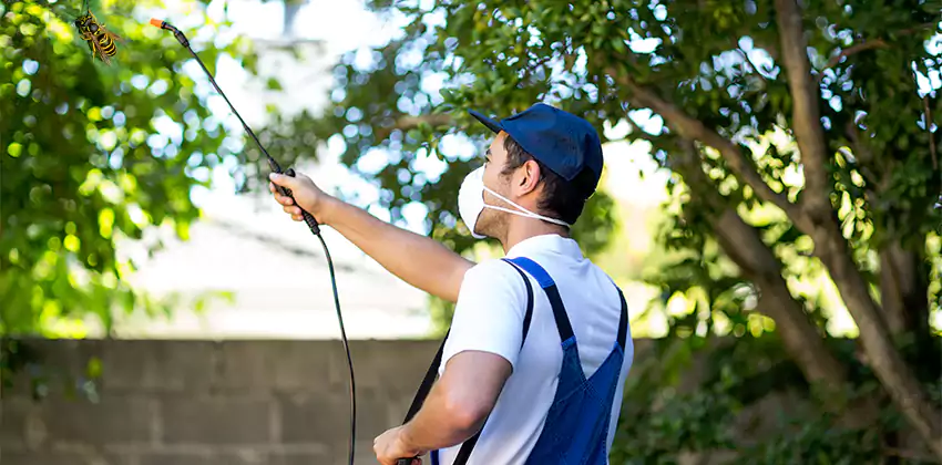 yellow-jacket-exterminator in Chula Vista, CA