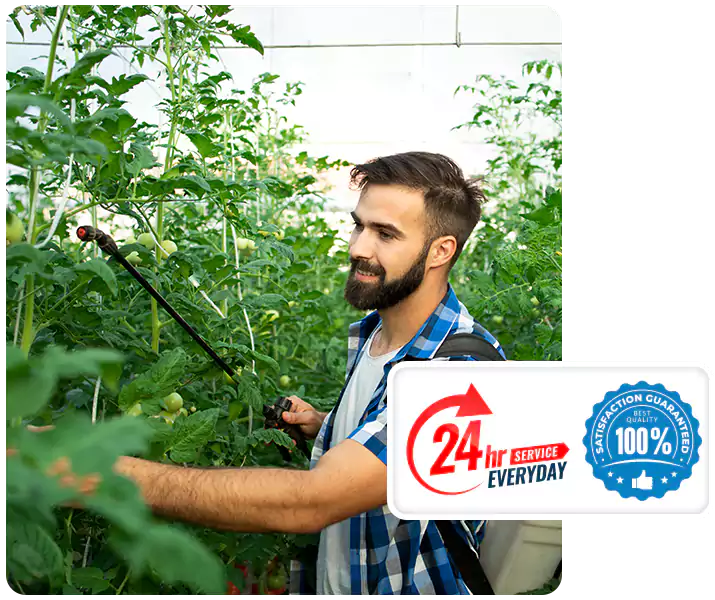 About Whitefly Treatment Chula Vista